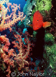 grouper and soft corals by John Naylor 